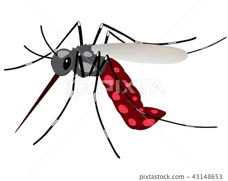 mosquito mosquito 43148653