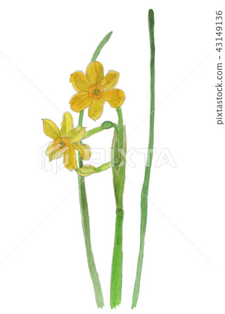 Narcissus jonquilla cv.Daffodil“Jonquil” 43149136