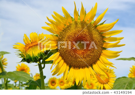 向日葵盛開,藍天(N) 向日葵盛開,藍天(N) 43149194