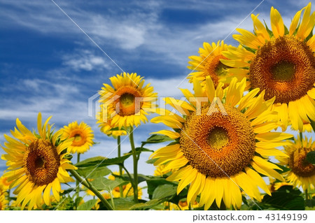 Sunflower in full bloom and blue sky (N) Sunflower in full bloom and blue sky (N) 43149199