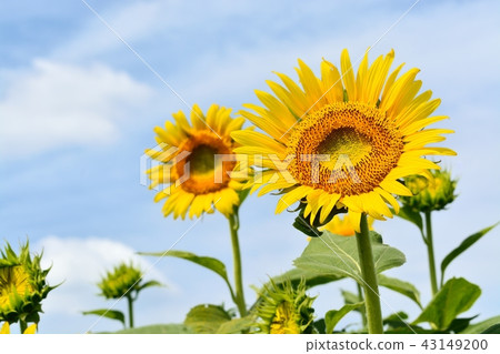 Sunflower in full bloom and blue sky (N) Sunflower in full bloom and blue sky (N) 43149200