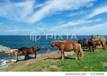 [青森縣下北半島Shirizaki]與津輕海峽和冷馬的風景 43149896