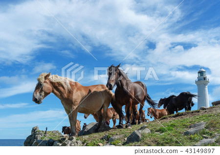 [Shimokita Peninsula, Shirikitazaki, Aomori Prefecture] A landscape with a chalk lighthouse and a cold horse 43149897