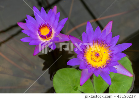 Beautiful purple lotus with yellow pollen Beautiful purple lotus with yellow pollen 43150237