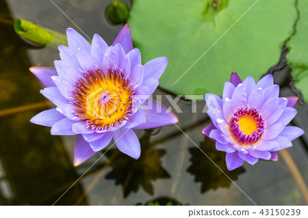 Beautiful blue lotus with yellow pollen Beautiful blue lotus with yellow pollen 43150239