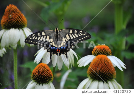 Flowers and Butterflies Swallowtail Butterflies that stop on flowers Swallowing Swallowtail Butterflies Restating Swallowtail Butterflies Flowers and Butterflies Swallowtail Butterflies that stop on flowers Swallowing Swallowtail Butterflies Restating Swallowtail Butterflies 43150720