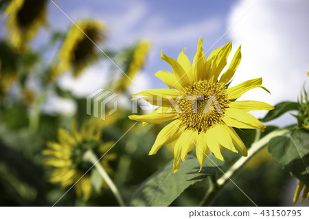 向日葵田 43150795