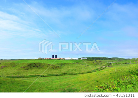 ◎藍天的十勝平原牛和牧場 ◎藍天的十勝平原牛和牧場 43151311