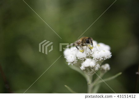 White flower and bee 43151412