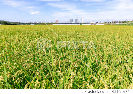 Time of harvest of the Menuma rice field Gilded rice field rice Time of harvest of the Menuma rice field Gilded rice field rice 43151625