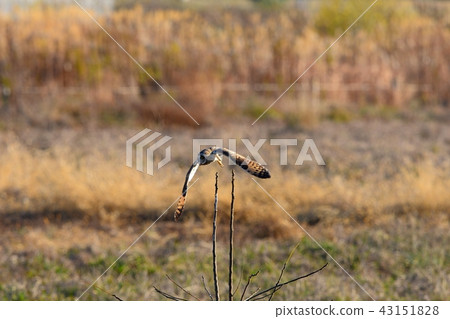 Komi Mizuk's jumping out scene 43151828