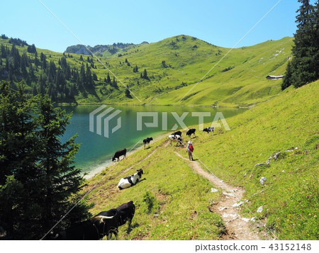 夏天28在歐洲阿爾卑斯山 43152148
