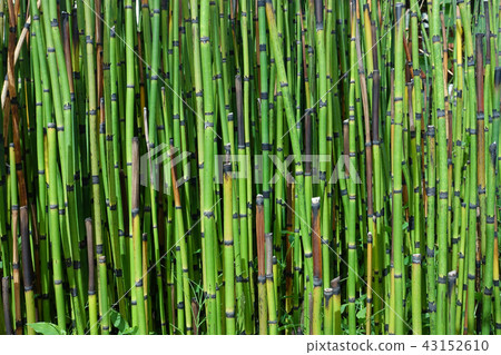 Bamboo Forest in Kyoto, Japan. Bamboo Forest in Kyoto, Japan. 43152610