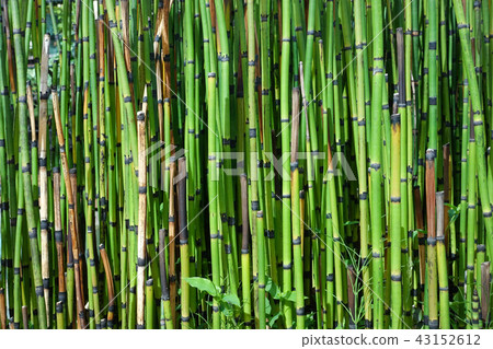 Bamboo Forest in Kyoto, Japan. Bamboo Forest in Kyoto, Japan. 43152612