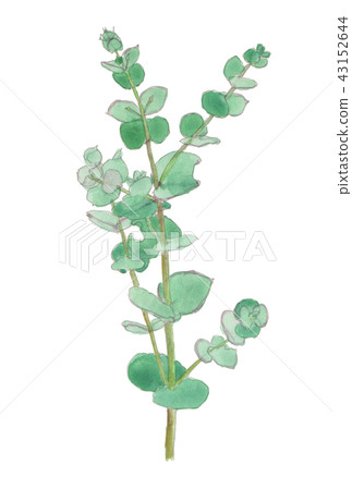 Eucalyptus cinerea Silver leaf eucalyptus 43152644