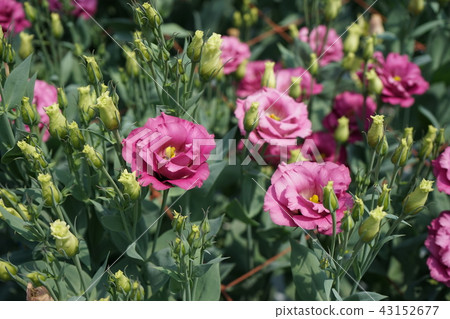 Beautiful flower 43152677
