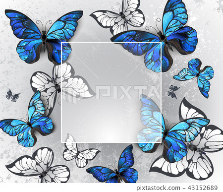 Square banner with blue butterflies Square banner with blue butterflies 43152689
