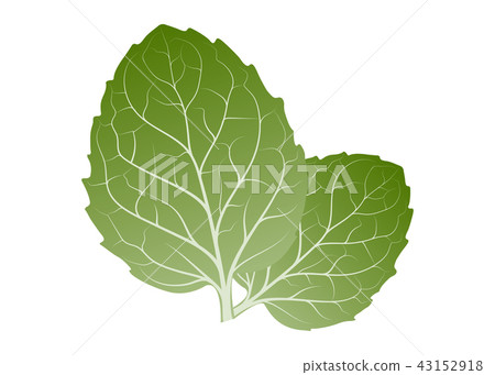 Mint leaves 43152918