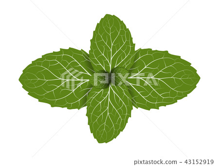 peppermint leaf 43152919