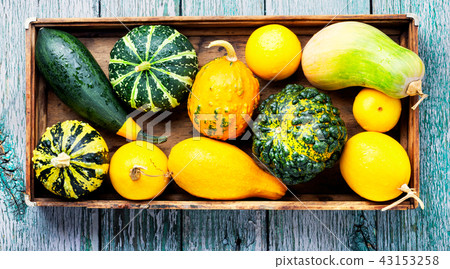 Autumn still life with pumpkins 43153258