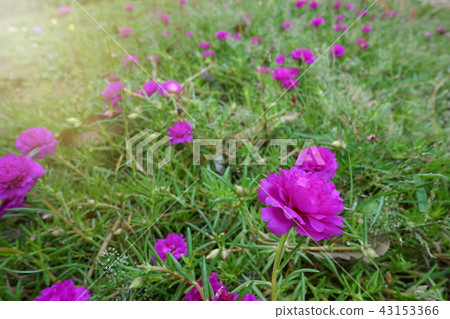 Portulaca flower in garden. (Portulaca oleracea) 43153366