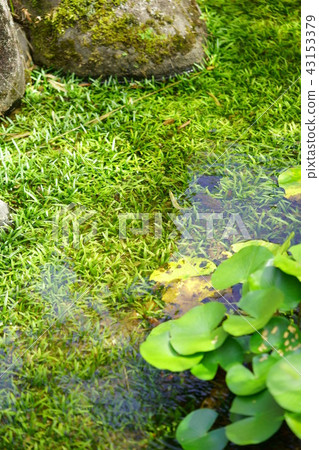 Awesomeness of water grass 1 Awesomeness of water grass 1 43153379
