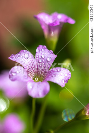 Murasaki Kabaki 43153545