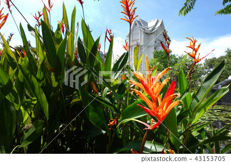Heliconia in the garden. Heliconia in the garden. 43153705