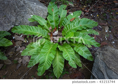 Governors Fern in the garden 43153744