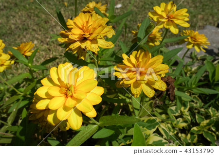 Yellow zinnia violacea Cav flowers in the garden. 43153790