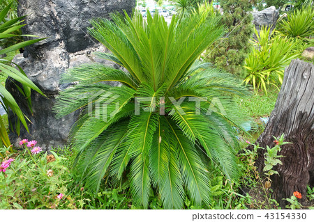king sago, sago cycad, Japanese sago palm 43154330