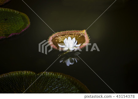 Pin at night Victoria Lotus, Pin at night Victoria Lotus, 43154378