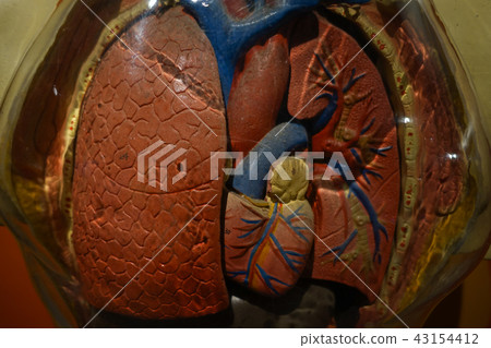 Anatomy human body model. Part of human body model 43154412