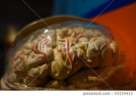 Anatomy human body model. Part of human body model 43154413