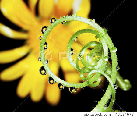 南瓜淨凝結， 43154678