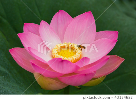 蓮花和蜜蜂， 43154682