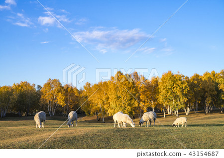 強姦羊群牧場， 43154687