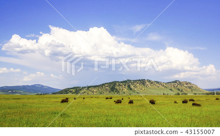 American Wildlife Cattle, American Wildlife Cattle, 43155007