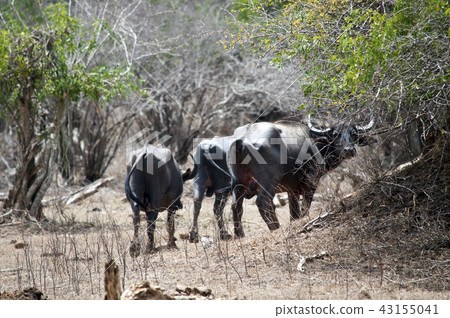Wild water buffalo at kumana Sri Lanka Wild water buffalo at kumana Sri Lanka 43155041