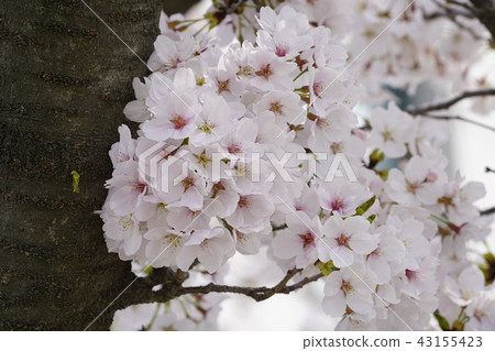 櫻桃樹， 43155423