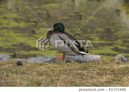 Kyoto Nijo Castle moat waterfowl 43155496