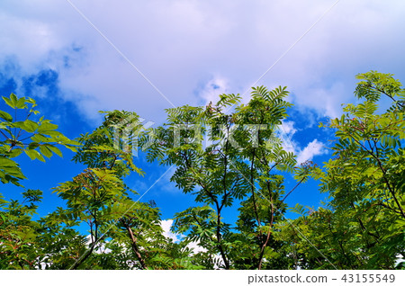 羅文 羅文 43155549