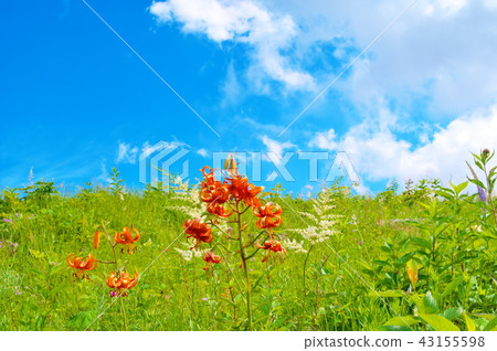 花百合 花百合 43155598