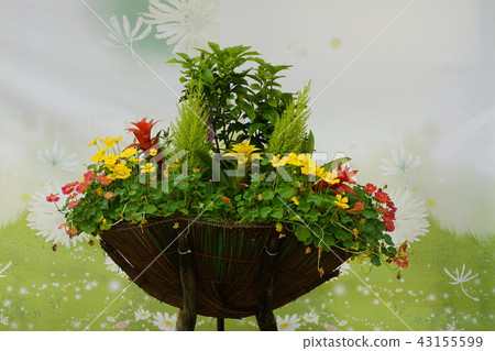 花成, 花成, 43155599