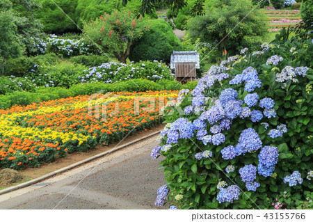 繡球花 43155766