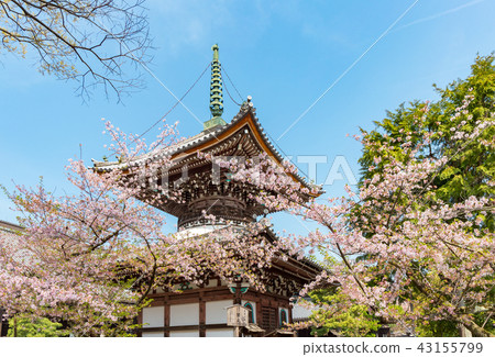 Kokonji - cherry tree 43155799