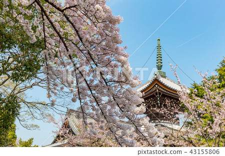 Kokonji - cherry tree Kokonji - cherry tree 43155806