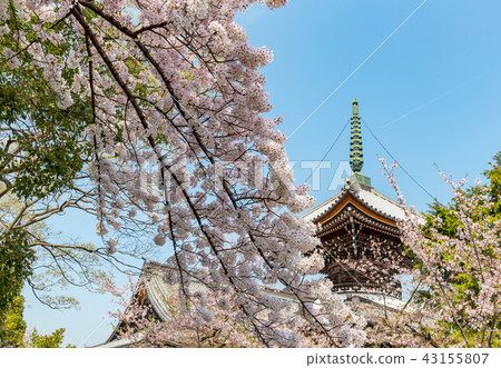 Kokonji - cherry tree Kokonji - cherry tree 43155807