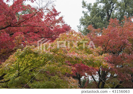 Lushan Temple Maple Leaf 43156063