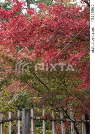 Lushan Temple Maple Leaf 43156066